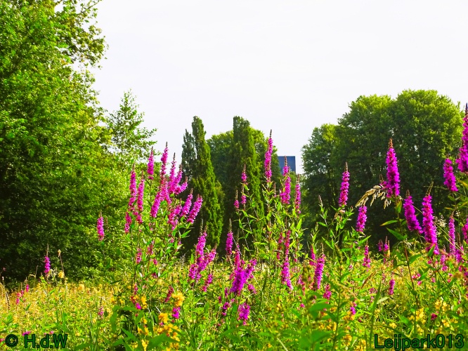 5 &amp; 6 &amp; 7 &amp; 8 juli 2024