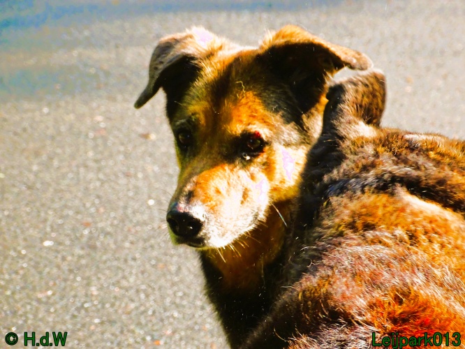 Beestenboel 12 mei 2024