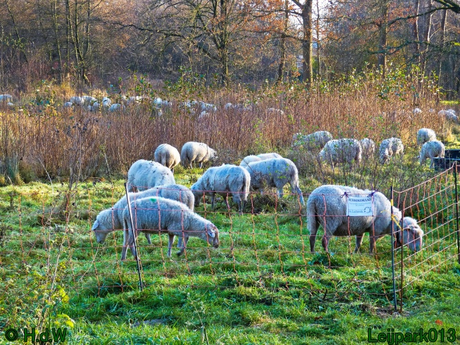 Schaapjes in het Leijpark