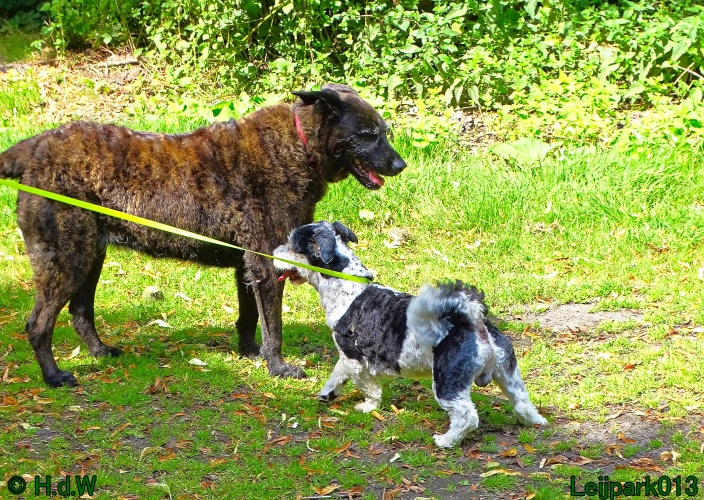 Beestenboel 26 juli 2024