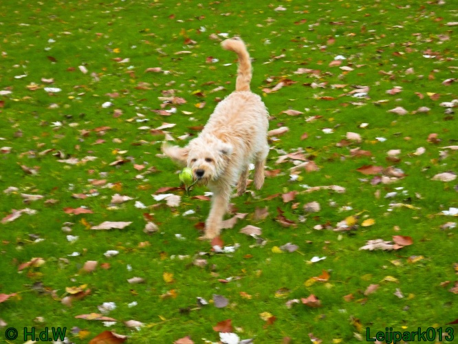 Beestenboel oktober 2025