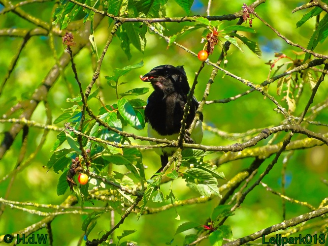 11 &amp; 12 &amp; 13 &amp; 14 juni 2024