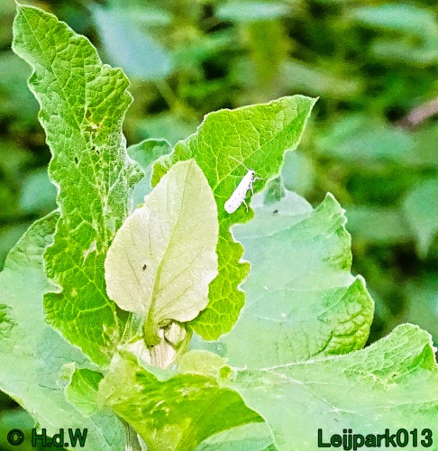 27 &amp; 28 &amp; 29 &amp; 30 juni 2024