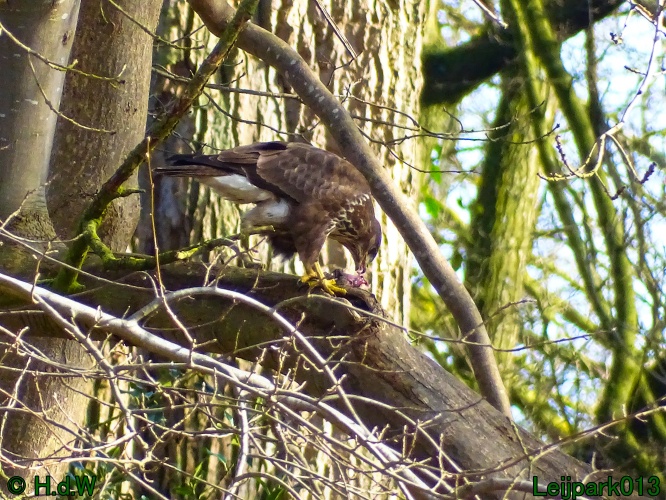 Buizerd