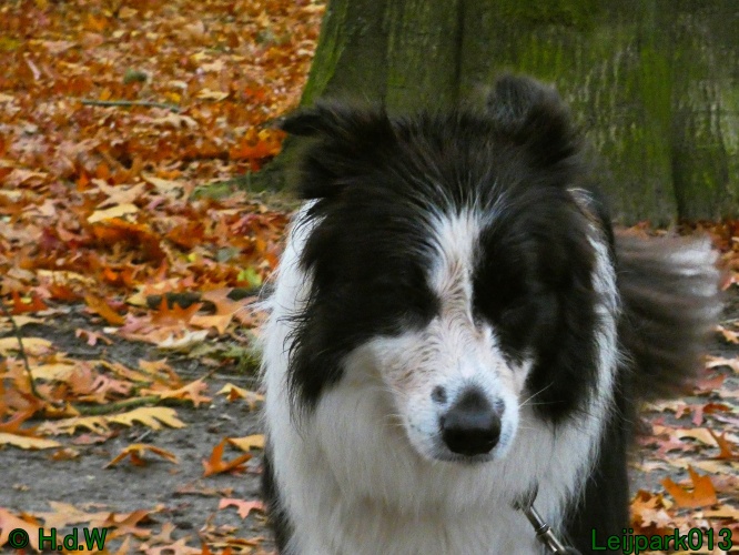 Beestenboel oktober 2025