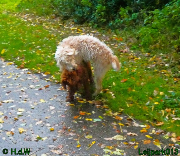 Beestenboel oktober 2025