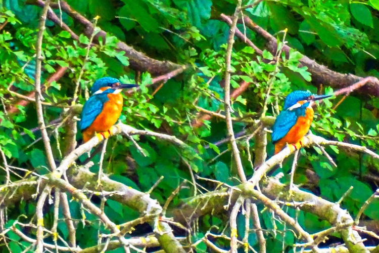 ijsvogel
