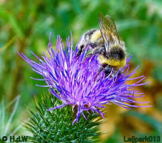 29 &amp; 30 &amp; 31 juli &amp; 1 augustus 2024