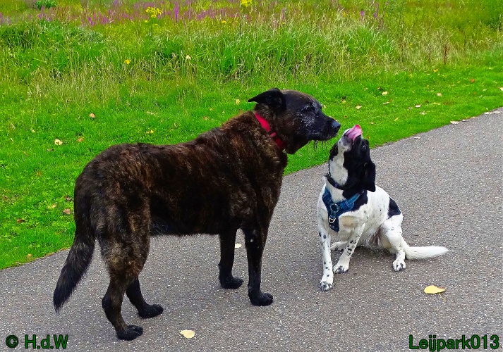 Beestenboel 26 juli 2024
