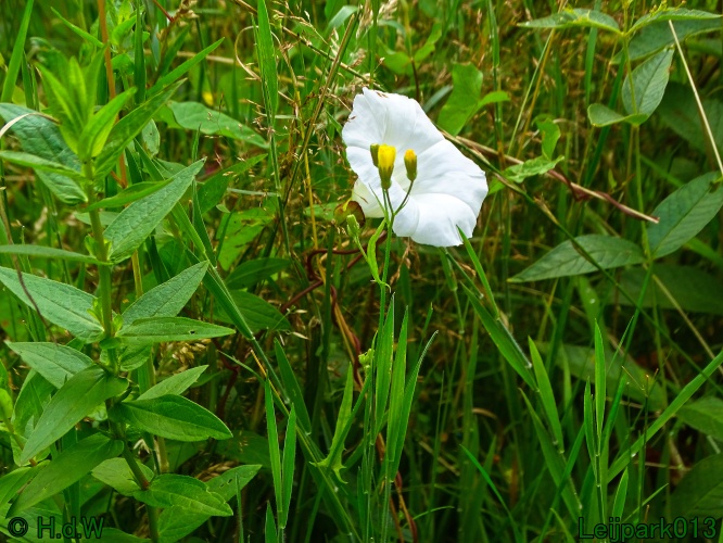 29 &amp; 30 &amp; 31 juli &amp; 1 augustus 2024