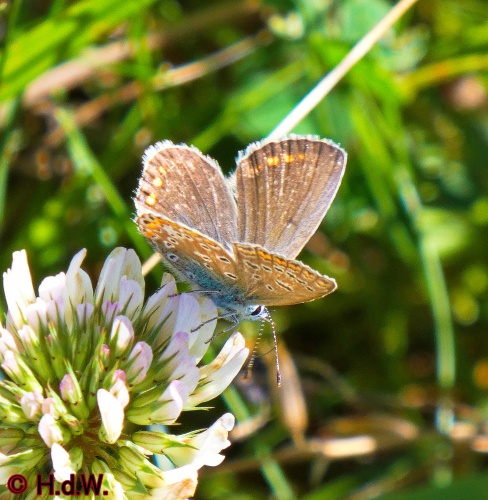 Landal Orveltermarke