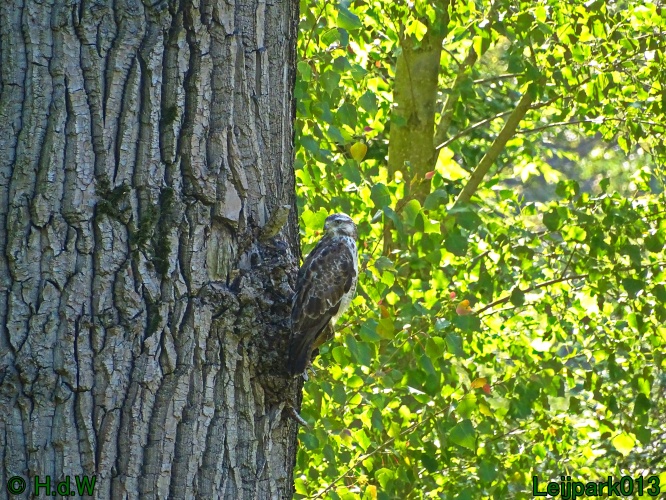 Buizerd