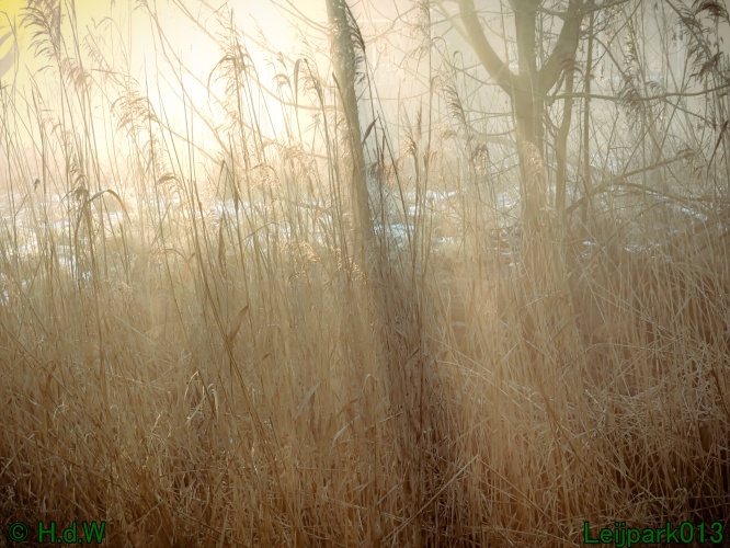 13 januari Mist en zon