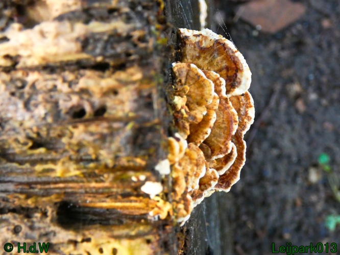 1 &amp; 2 &amp; 3 &amp; 4 januari 2025