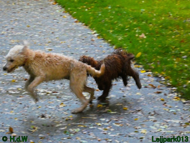 Beestenboel oktober 2025