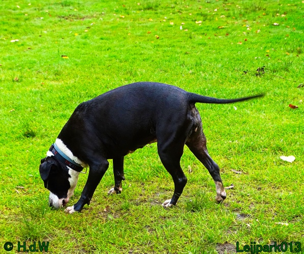 Beestenboel 26 juli 2024