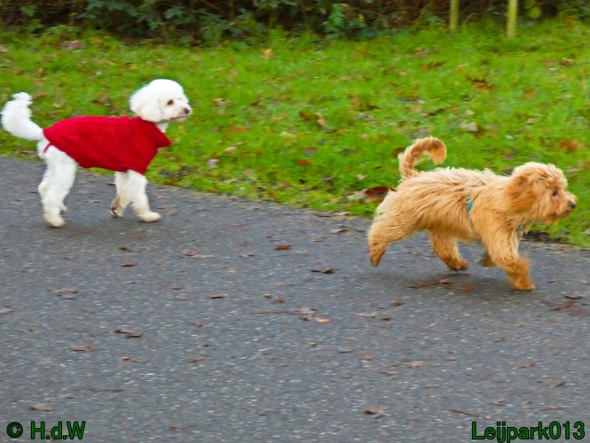 Beestenboel december 2024