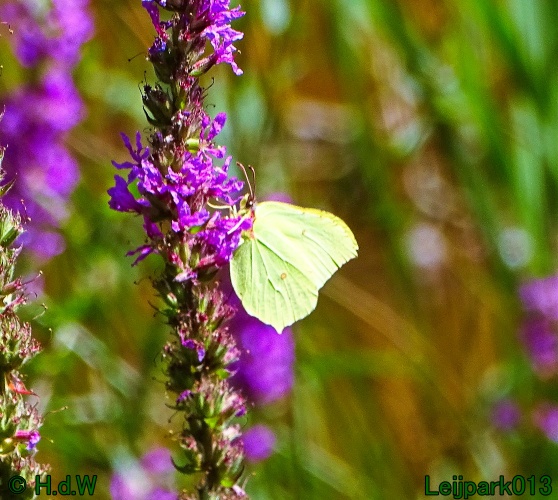 25 &amp; 26 &amp; 27 &amp; 28 juli 2024