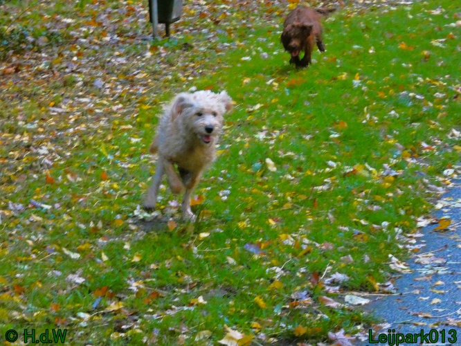 Beestenboel oktober 2025