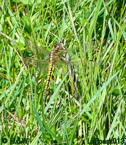 25 &amp; 26 &amp; 27 &amp; 28 juli 2024