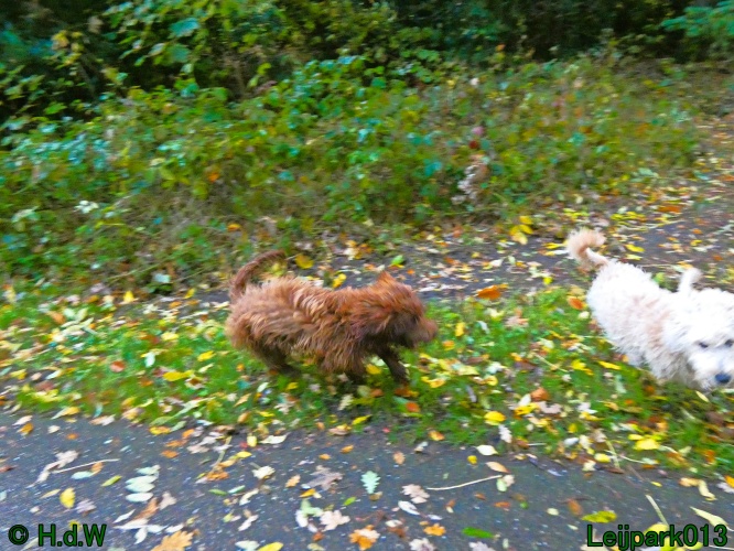 Beestenboel oktober 2025