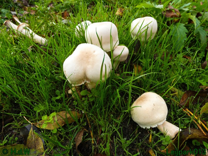 Blanke champignonparasol