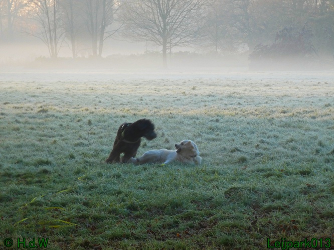 Beestenboel december 2024