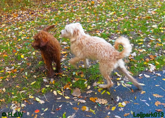 Beestenboel oktober 2025