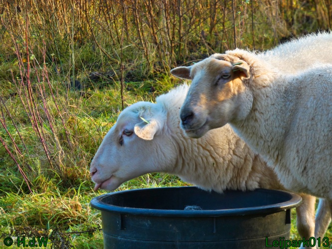 Schaapjes in het Leijpark