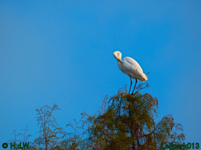 Zilverreiger in top in de boom