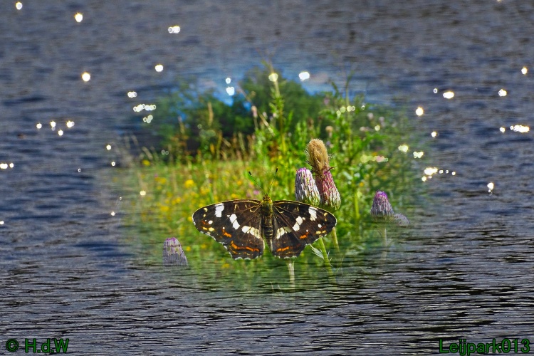 kleine ijsvogelvlinder