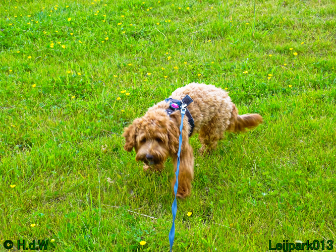 Beestenboel 7 juni 2024