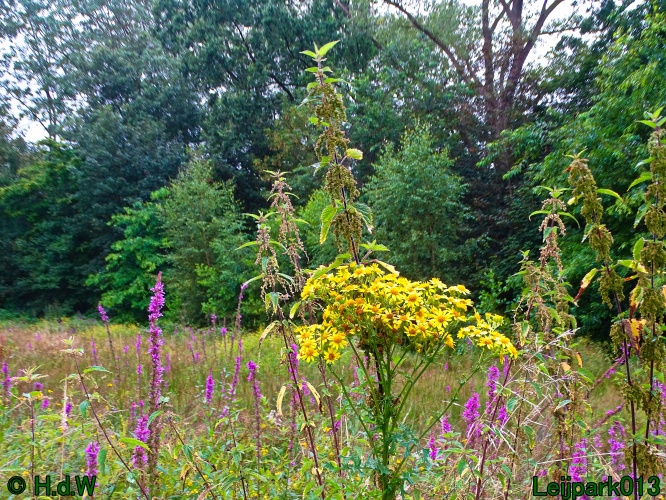 29 &amp; 30 &amp; 31 juli &amp; 1 augustus 2024