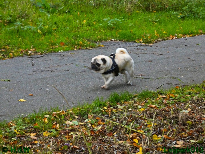 Beestenboel oktober 2025