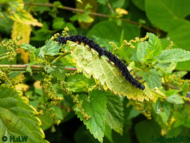 10 &amp; 11 &amp; 12 &amp; 13 augustus 2024