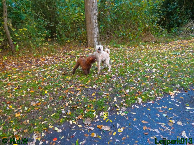 Beestenboel oktober 2025