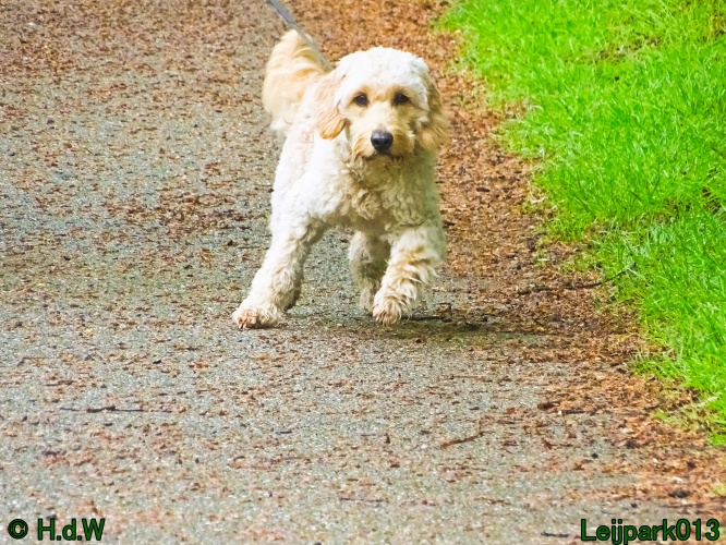 Beestenboel 12 mei 2024