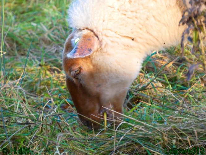 Schaapjes in het Leijpark