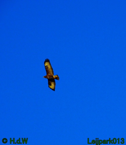 Buizerd