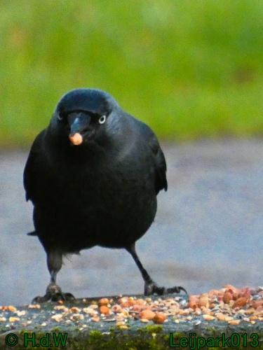 9 &amp; 10 &amp; 11 &amp; 12 januari 2025