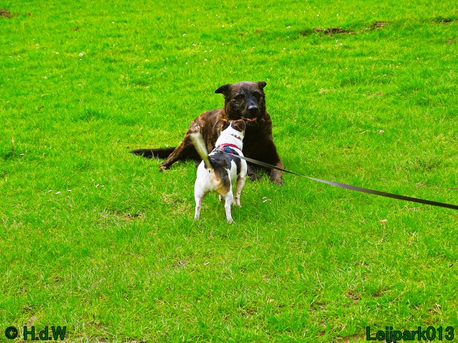 Beestenboel 12 mei 2024