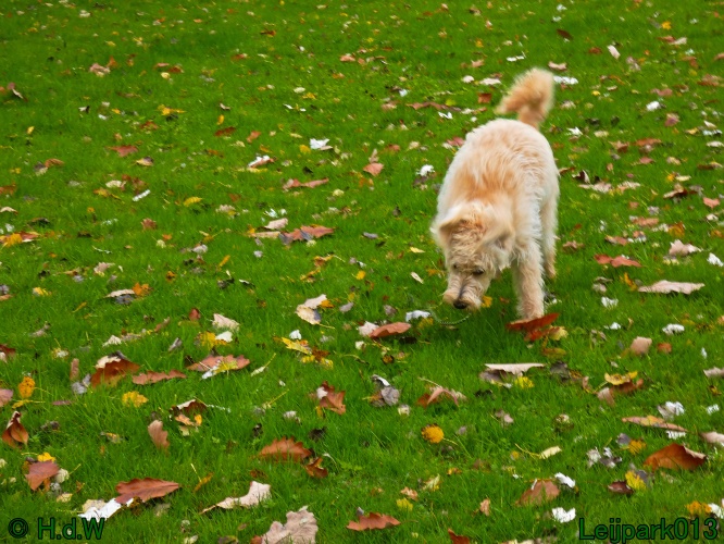Beestenboel oktober 2025
