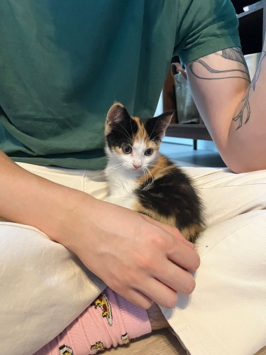 We adopted a Kitten!