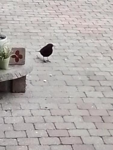 Vogel van het jaar 2022