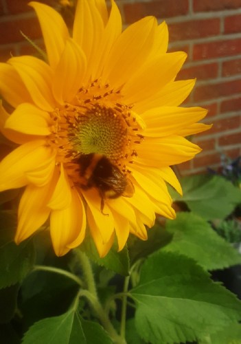 Zonnebloem met hommel