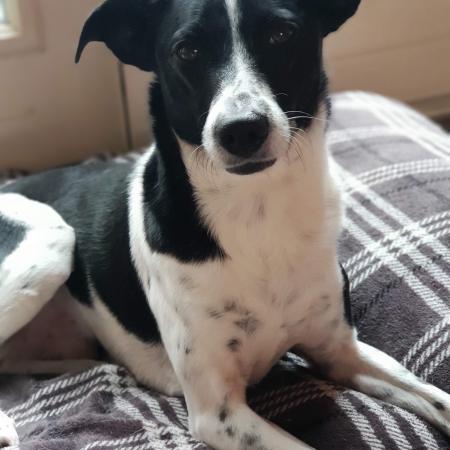 En last but not least,dit is Ciro (siro) ,hij is 6 jaar oud.Houdt van veel aandacht,is op zijn tijd