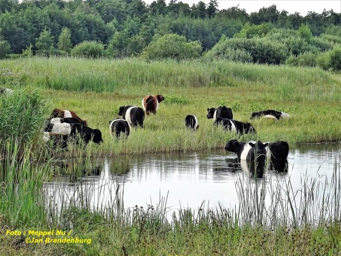 LAKENVELDER zoekt verkwikking in het water :