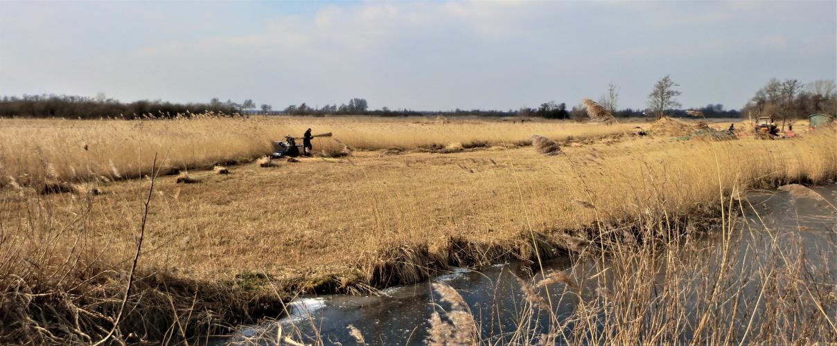 Rietsnijders actief in NW-Overijssel