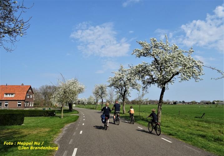 Pear trees are in full bloom