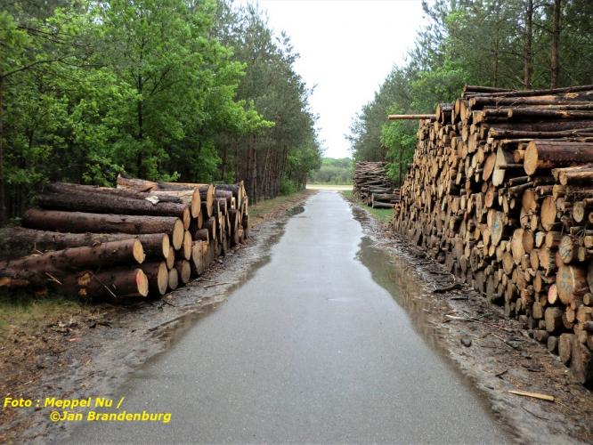 Kaalslag  Bomen  Darp/havelterberg ?